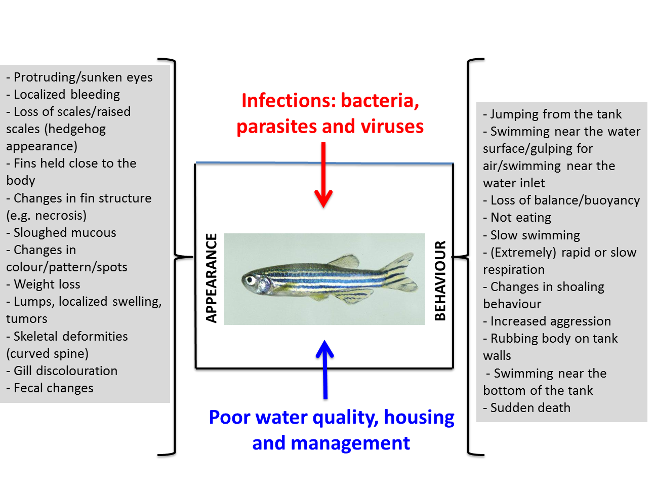 Diagram health in zebrafish